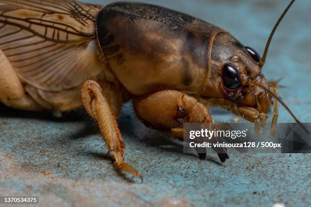 adult mole cricket,close-up of insect on leaf - mole cricket stock pictures, royalty-free photos & images