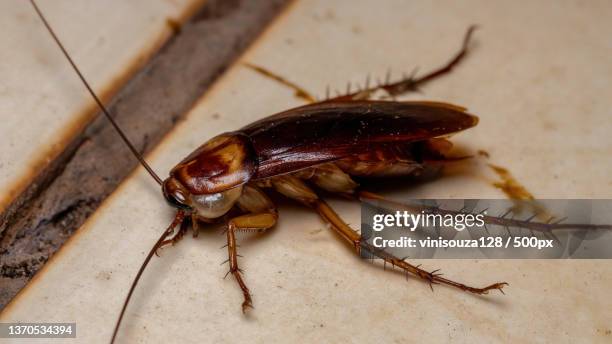 dead american cockroach,close-up of insect on floor - blatta americana stock pictures, royalty-free photos & images