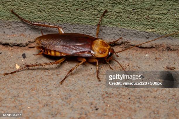 adult american cockroach,close-up of insect on ground - american cockroach stock pictures, royalty-free photos & images