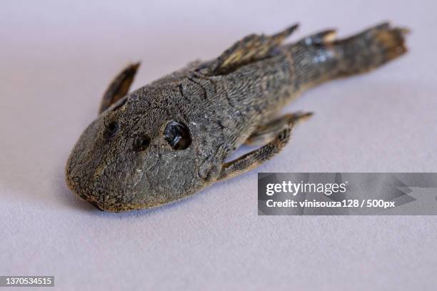 dead armored catfish,close-up of lizard on table - loricariidae stock pictures, royalty-free photos & images