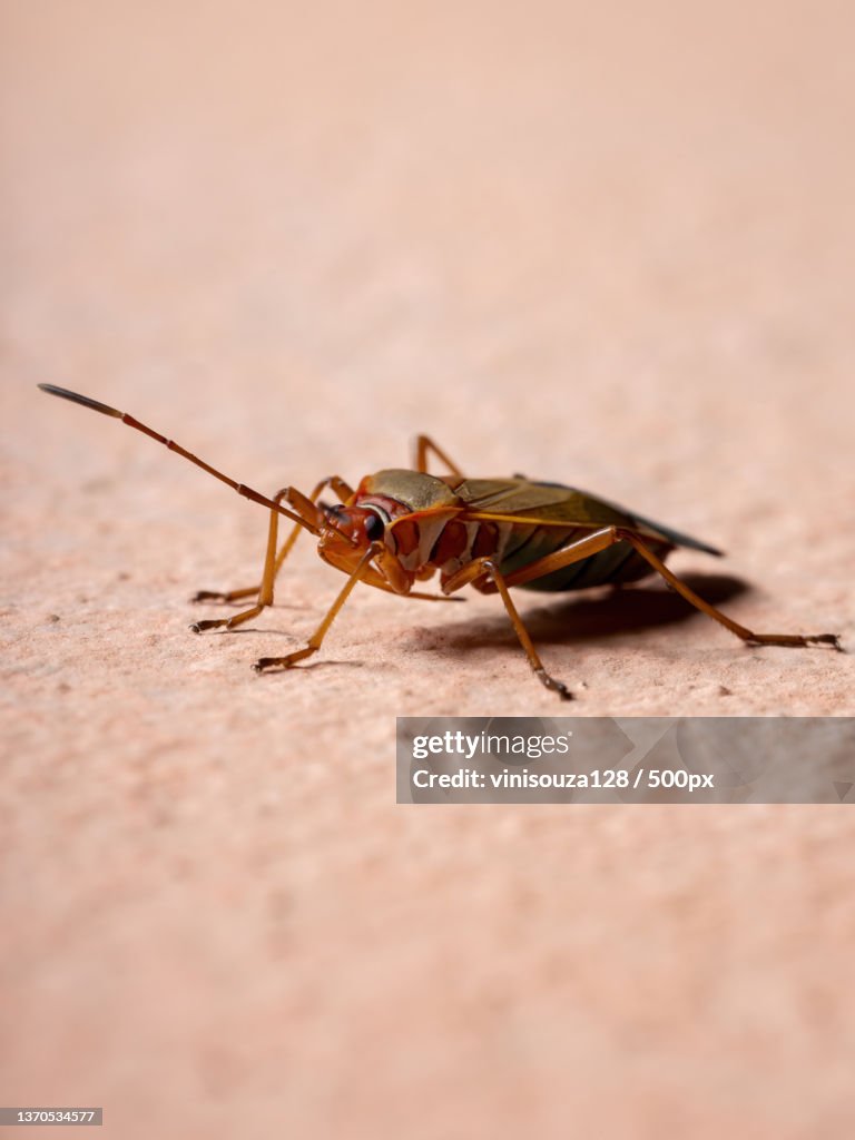 Adult Cotton Stainer Bug in the wall