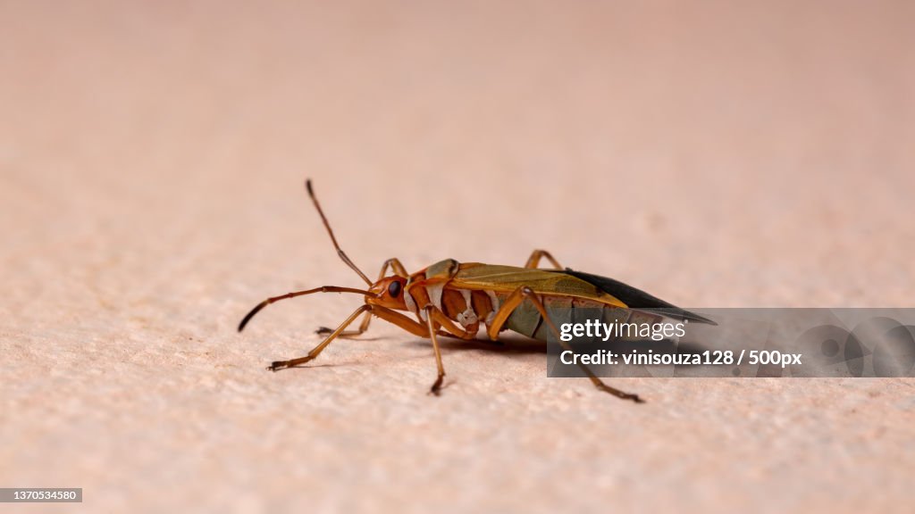 Adult Cotton Stainer Bug in the wall