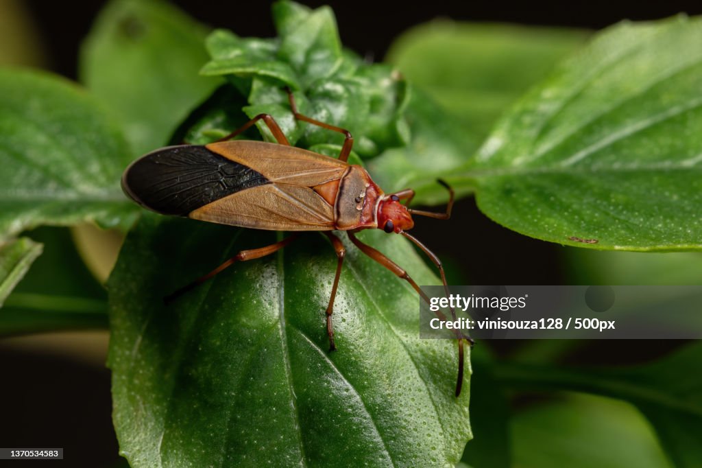 Adult Cotton Stainer Bug on a basil leaf