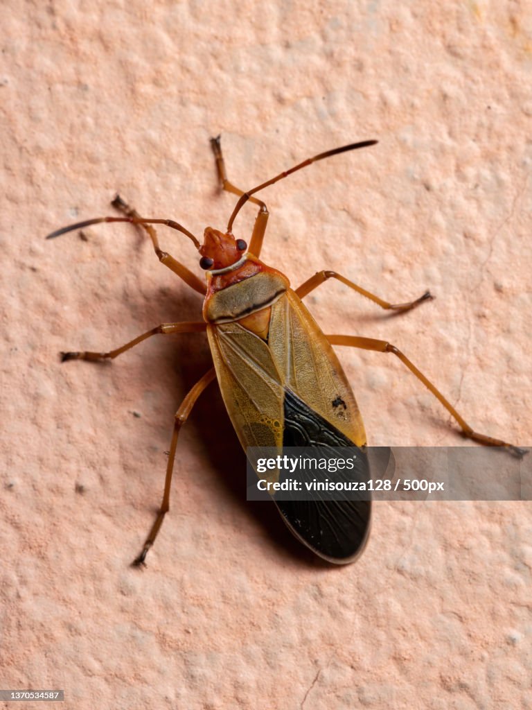 Adult Cotton Stainer Bug in the wall