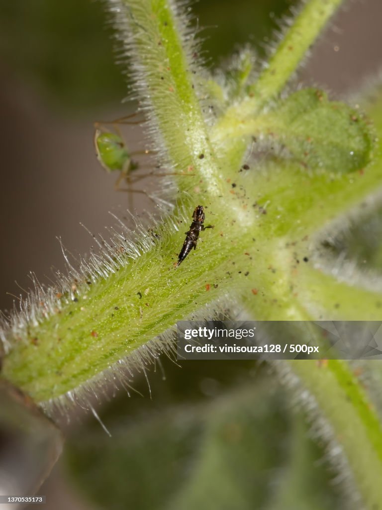 Small Thrip Insect,Close-up of caterpillar on plant