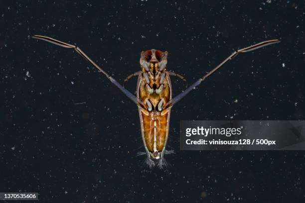 typical backswimmer insect,close-up of spider on web against black background - belostomatidae stock pictures, royalty-free photos & images