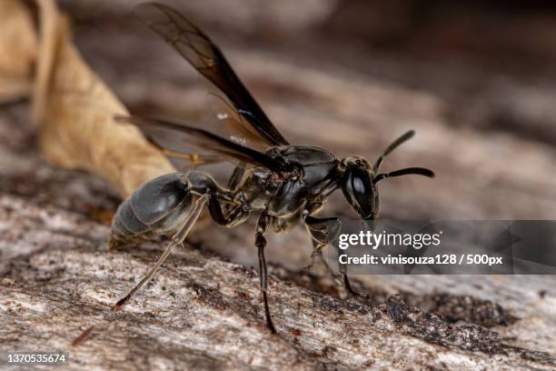adult paper wasp,close-up of insect on wood - polistes wasps stock pictures, royalty-free photos & images