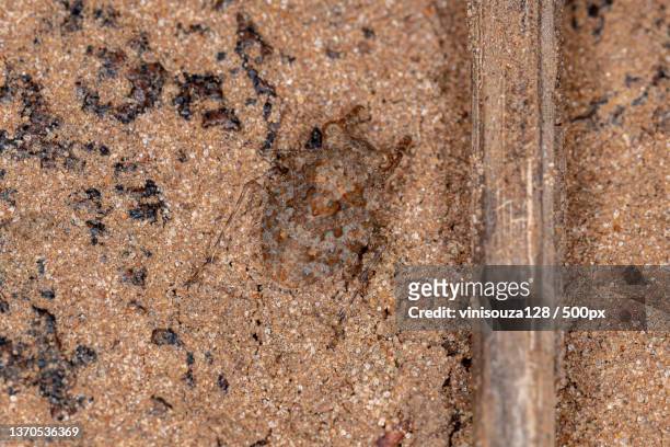 adult toad bug,aerial view of sand at beach - belostomatidae stock pictures, royalty-free photos & images