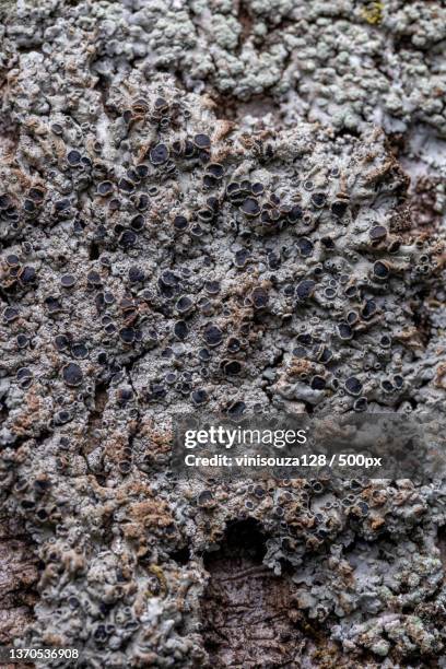 common lichen texture,full frame shot of weathered wall - physcia stock pictures, royalty-free photos & images