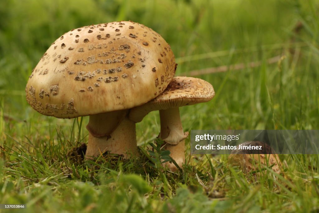 Amanita rubescens