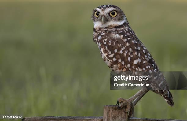 The Eastern Screech Owl, a common owl that is found east of the Rockies, can take residence just about anywhere.