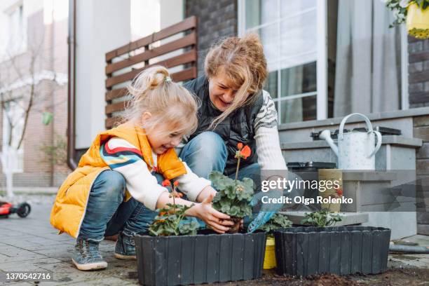 home gardening. grandmother with little granddaughter potting flowers on a backyard at spring sunny day. - plantar en maceta fotografías e imágenes de stock
