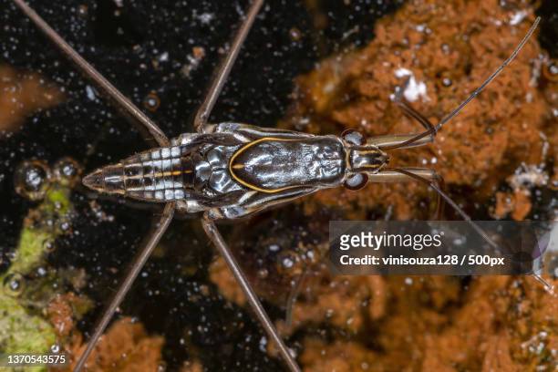 adult striped pond skater,close-up of water drops on leaf - belostomatidae stock pictures, royalty-free photos & images