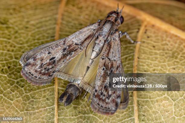 small adult moth,close-up of butterfly on leaf - pyralid moth stockfoto's en -beelden