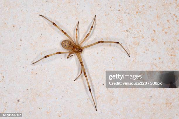 female brown widow,directly above shot of spider on sand - brown recluse spider ストックフォトと画像
