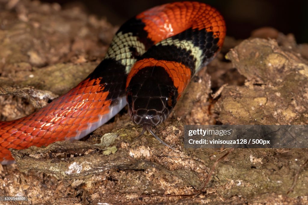 False coral snake,Close-up of snake on rock