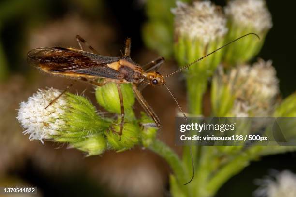 adult assassin bug,close-up of insect on flower - kissing bug fotografías e imágenes de stock