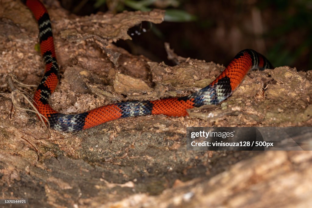 False coral snake,Close-up of snake on rock