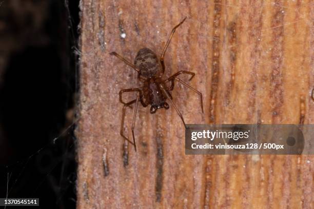 brown spitting spider,close-up of spider on web - brown recluse spider stockfoto's en -beelden