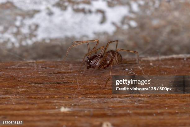 brown spitting spider,close-up of spider on wood - brown recluse spider stockfoto's en -beelden