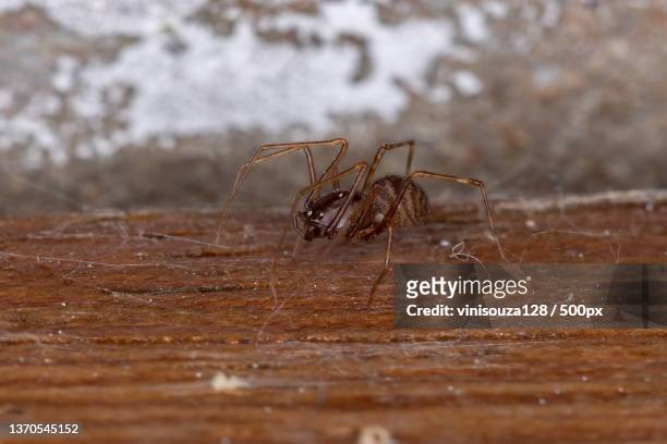brown spitting spider,close-up of spider on wood - brown recluse spider imagens e fotografias de stock