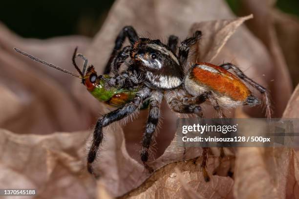 adult male jumping spider preying on a cucurbit beetle - cucurbit stock pictures, royalty-free photos & images