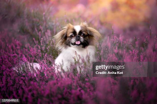 portrait of a pekingese breed dog - pekingese stock-fotos und bilder