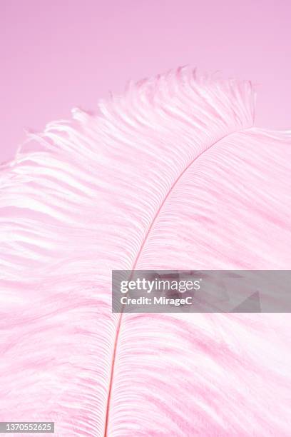 ethereal pink fluffy feather - pena de avestruz imagens e fotografias de stock