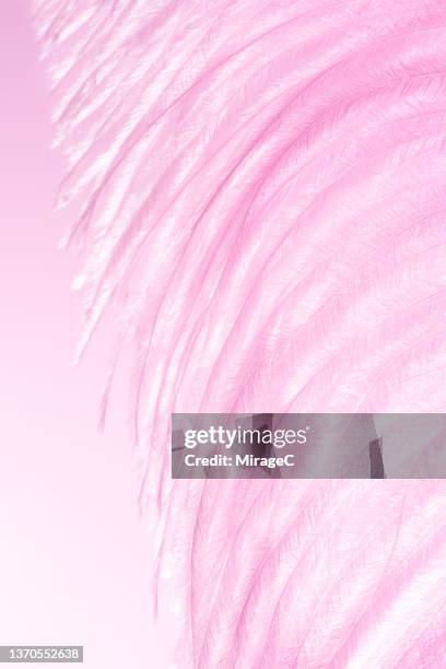 ethereal pink fluffy feather - pink feathers stock pictures, royalty-free photos & images