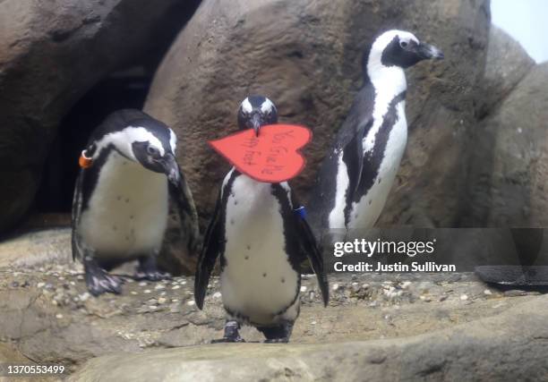 An African Penguin holds a Valentine's Day card as other penguins look on at the California Academy of Sciences on February 14, 2022 in San...