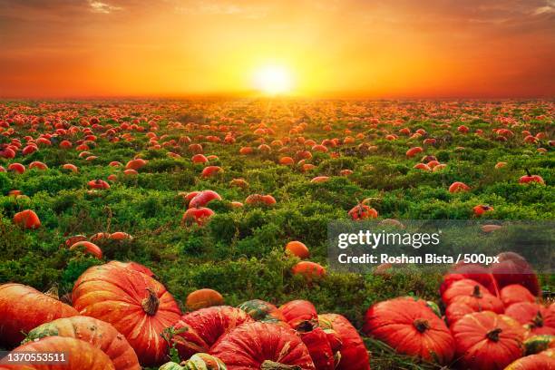 scenic view of field against sky during sunset - pumpkin patch stock pictures, royalty-free photos & images