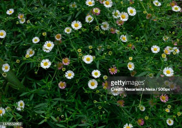 camouflage in daisy wild flowers,high angle view of flowering plants on field,indonesia - ヒナギク ストックフォトと画像