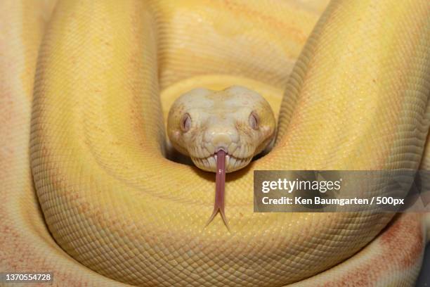 pretty girl,close-up of python - tijgerpython stockfoto's en -beelden