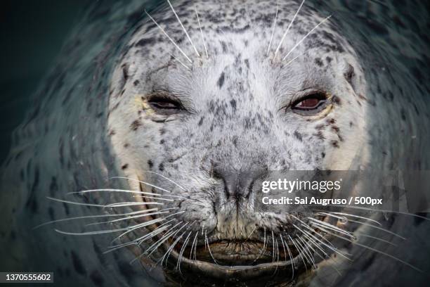 close-up of harbour seal on vancouver island - whisker stock pictures, royalty-free photos & images