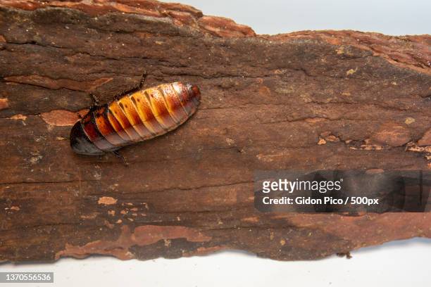 big tropical cockroach female of gromphadorhina portentosa,one of - gromphadorhina ストックフォトと画像
