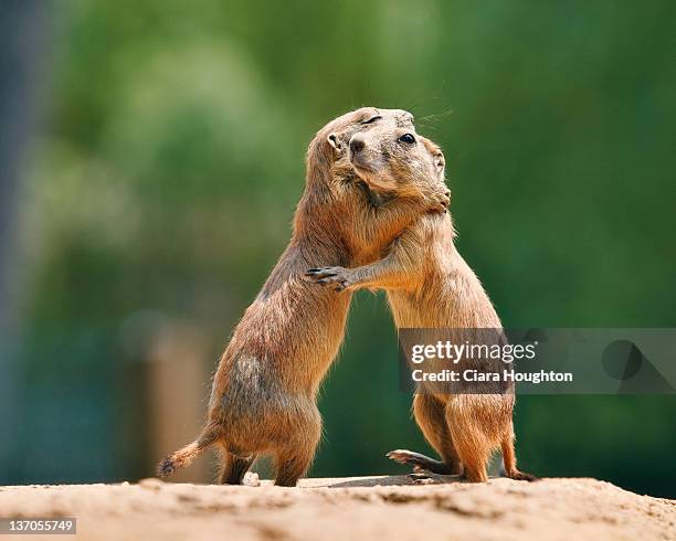 prairie dog embrace - animal hugging stock pictures, royalty-free photos & images