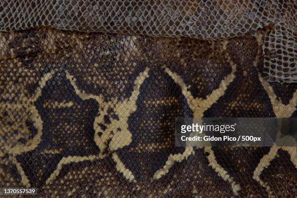 real snakeskin showing scales and texture for background - giftige stof stockfoto's en -beelden