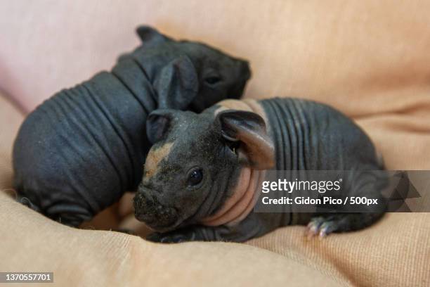 sphinx guinea pig,high angle view of dog sleeping on bed at home - sans poils photos et images de collection