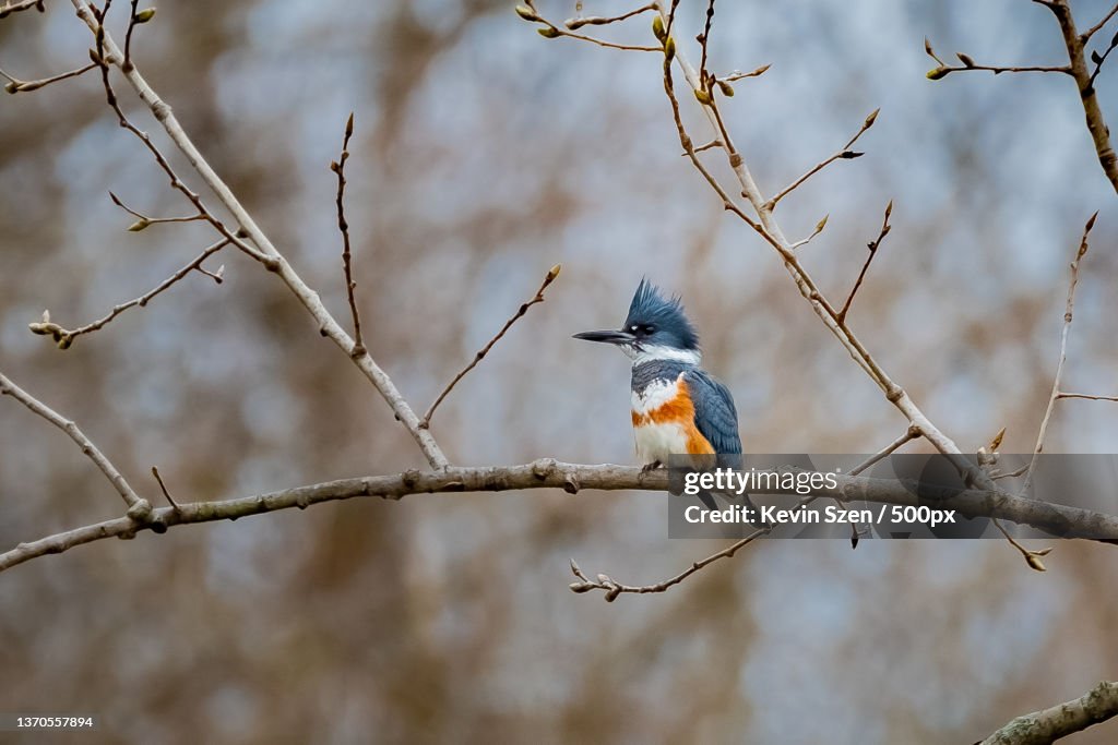 Belted Kingfisher Megaceryle alcyon female,Low angle view of kingfisher perching on tree,Cazenovia Park,United States,USA
