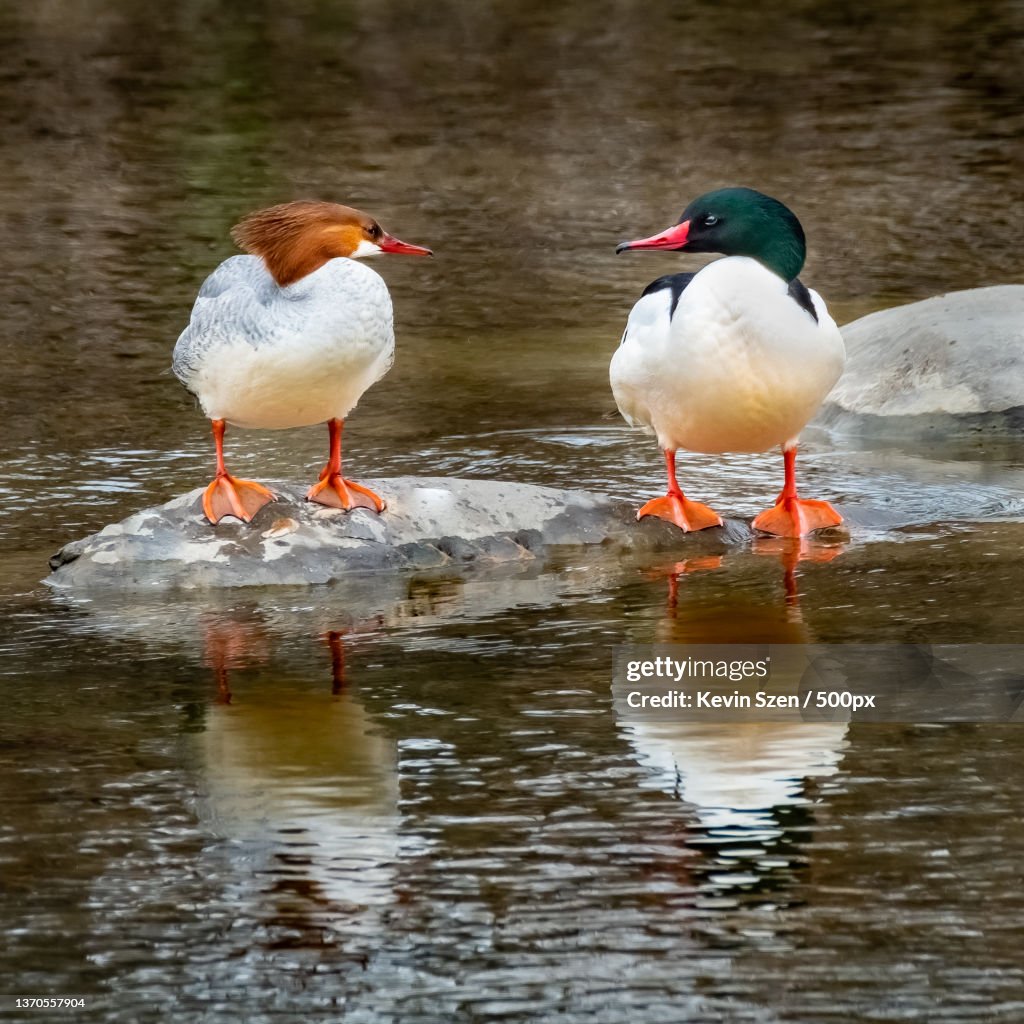 Common Merganser Duck Mergus merganser pair,Close-up of birds perching on lake,Cazenovia Park,United States,USA