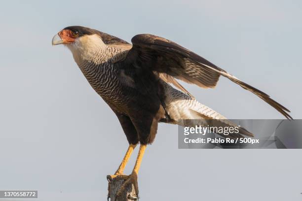 low angle view of crested caracara of prey perching on branch against clear sky,santa fe,argentina - caricari fotografías e imágenes de stock