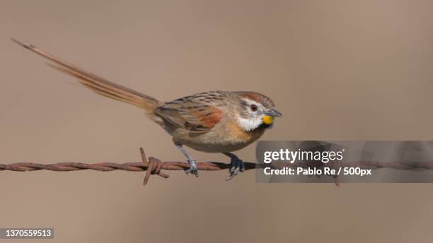 close-up of songbluethroat perching on twig,santa fe province,argentina - shrike stock pictures, royalty-free photos & images