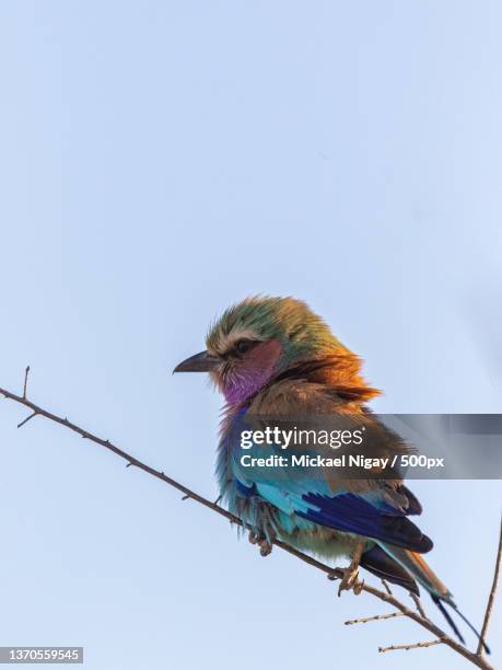 rollier longs brins,low angle view of bee perching on cable against clear sky,botswana - bee eater stock pictures, royalty-free photos & images