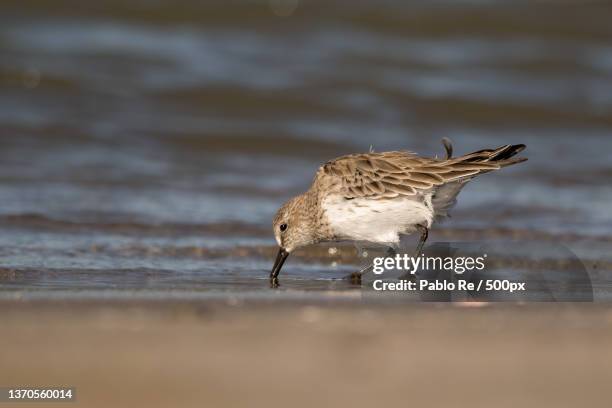 close-up of dunlin perching on shore at beach,mar chiquita,buenos aires,argentina - dunlin bird stock pictures, royalty-free photos & images
