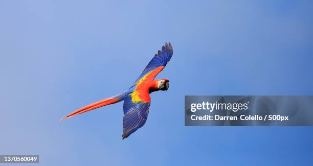 brilliance across the sky,low angle view of scarlet green flying against blue sky - guacamayo escarlata fotografías e imágenes de stock
