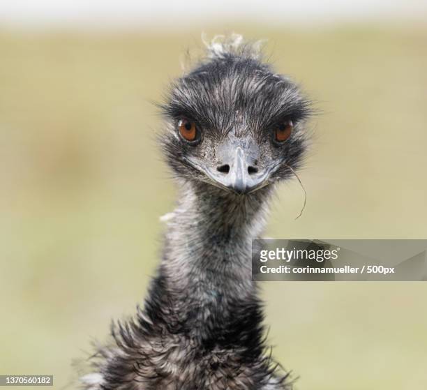 portrait of an emu,close-up portrait of meerkat,switzerland - emu stock-fotos und bilder