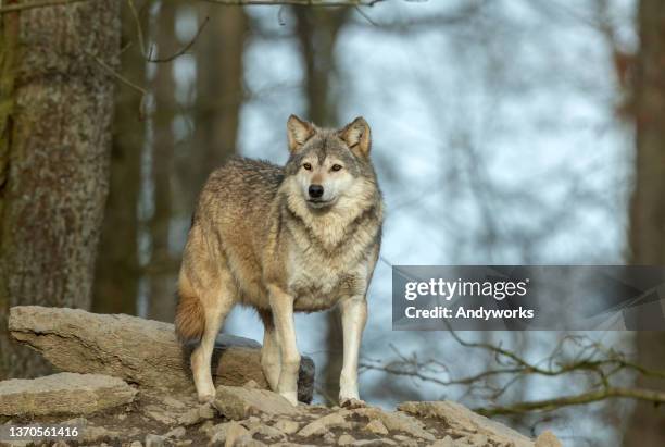 schöne kanadische holzwolf - wild dog stock-fotos und bilder