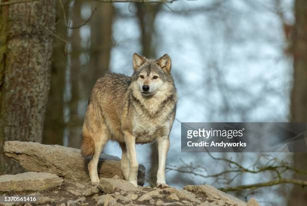 hermoso lobo de madera canadiense - lobo fotografías e imágenes de stock