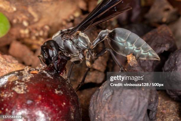 adult warrior wasp,close-up of insects on wood,brazil - feldwespe stock-fotos und bilder