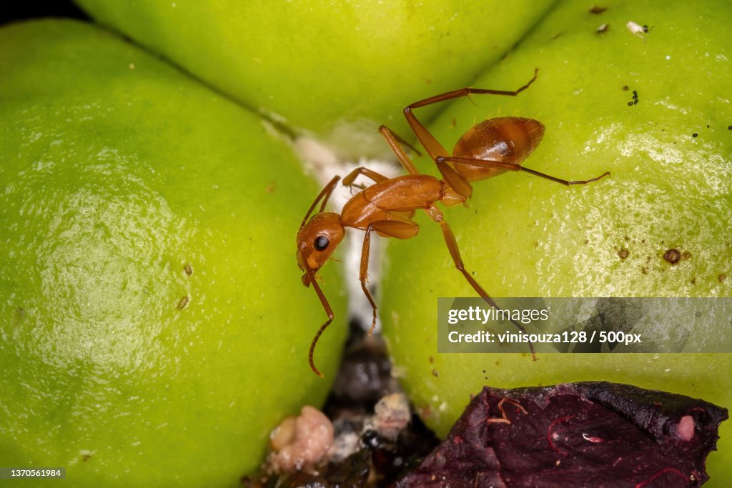 Adult Carpenter Ant,Close-up of insects on leaf,Brazil